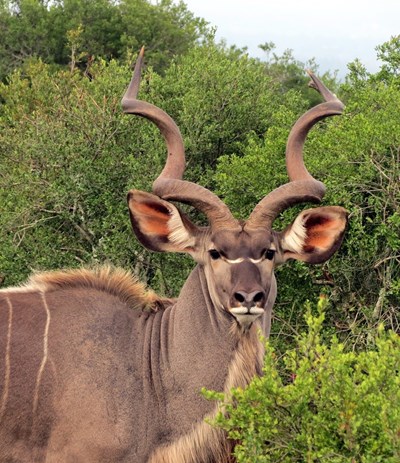 kudu-534844_1280