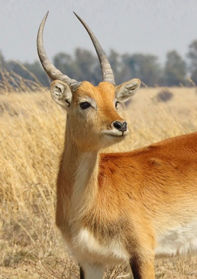 lechwe-3943563_1280