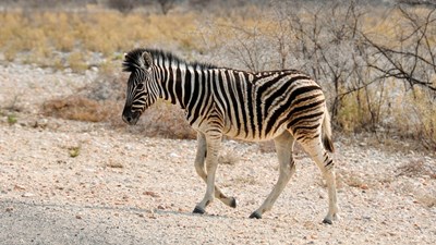 zebra-1170155_1920