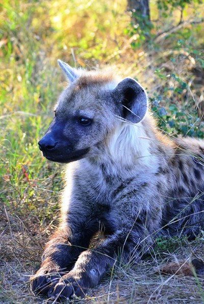 spotted-hyena-410825_1280