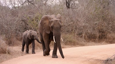 south-africa-5047882_1920